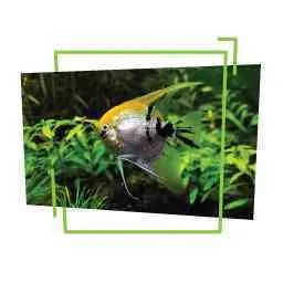 AKVARIJSKE RIBICE